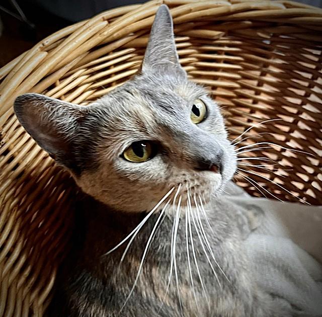 Paisley, a Adoptable mixed breed in Rocky Hill, CT image 5/6