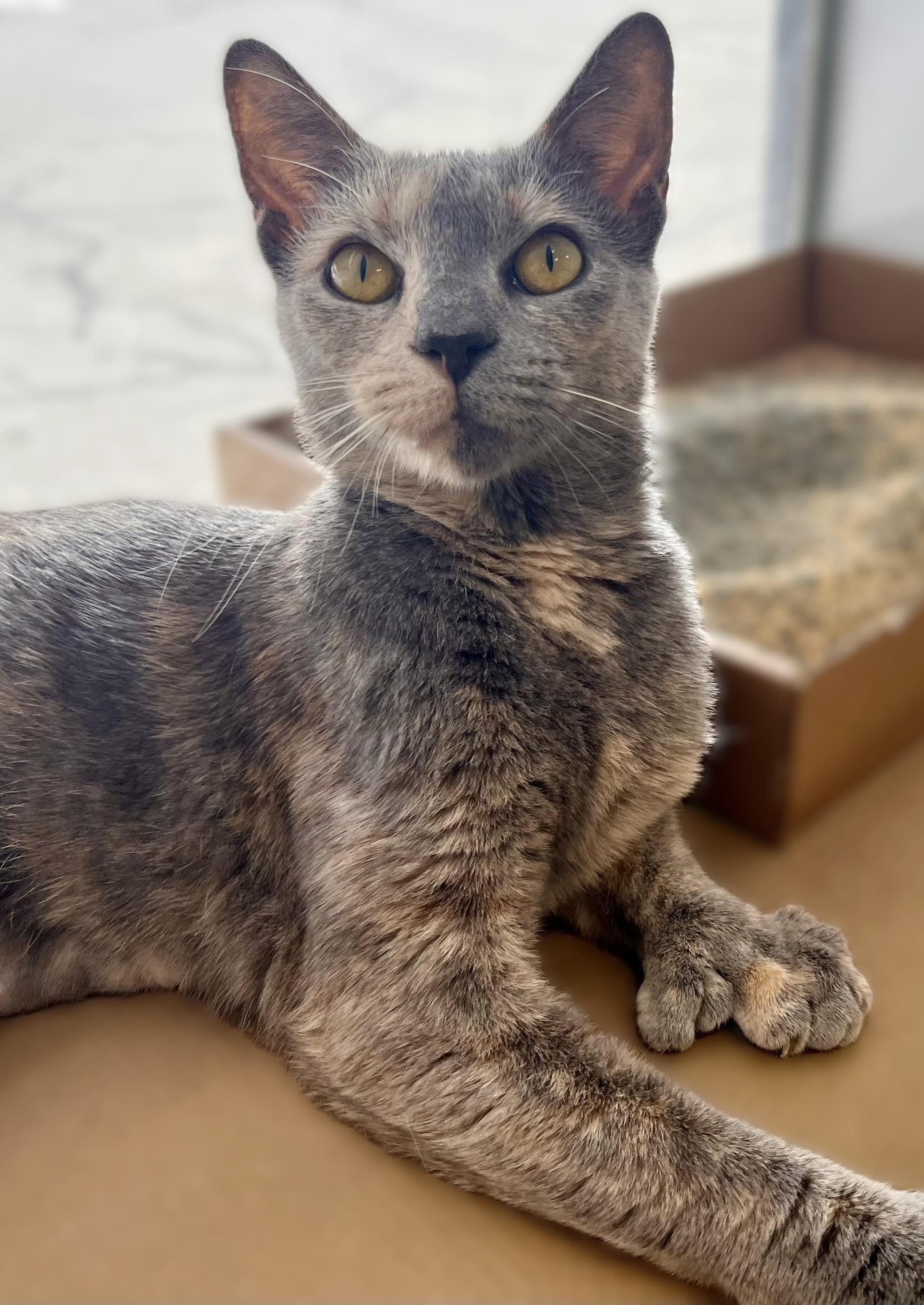 Paisley, Adoptable, Young Female Domestic Short Hair & Extra-Toes Cat / Hemingway Polydactyl.