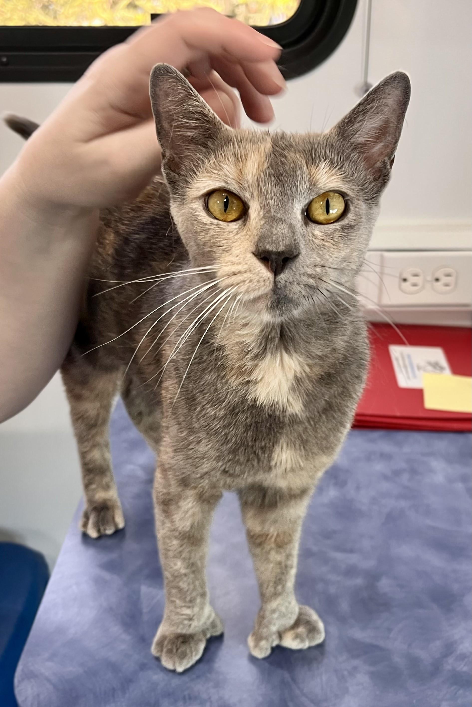 Paisley, a Adoptable mixed breed in Rocky Hill, CT image 6/6