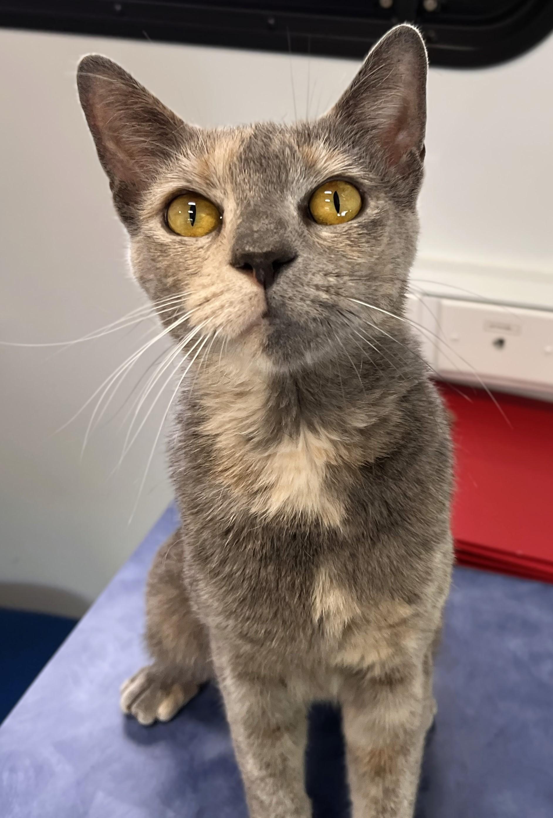 Paisley, a Adoptable mixed breed in Rocky Hill, CT image 2/6