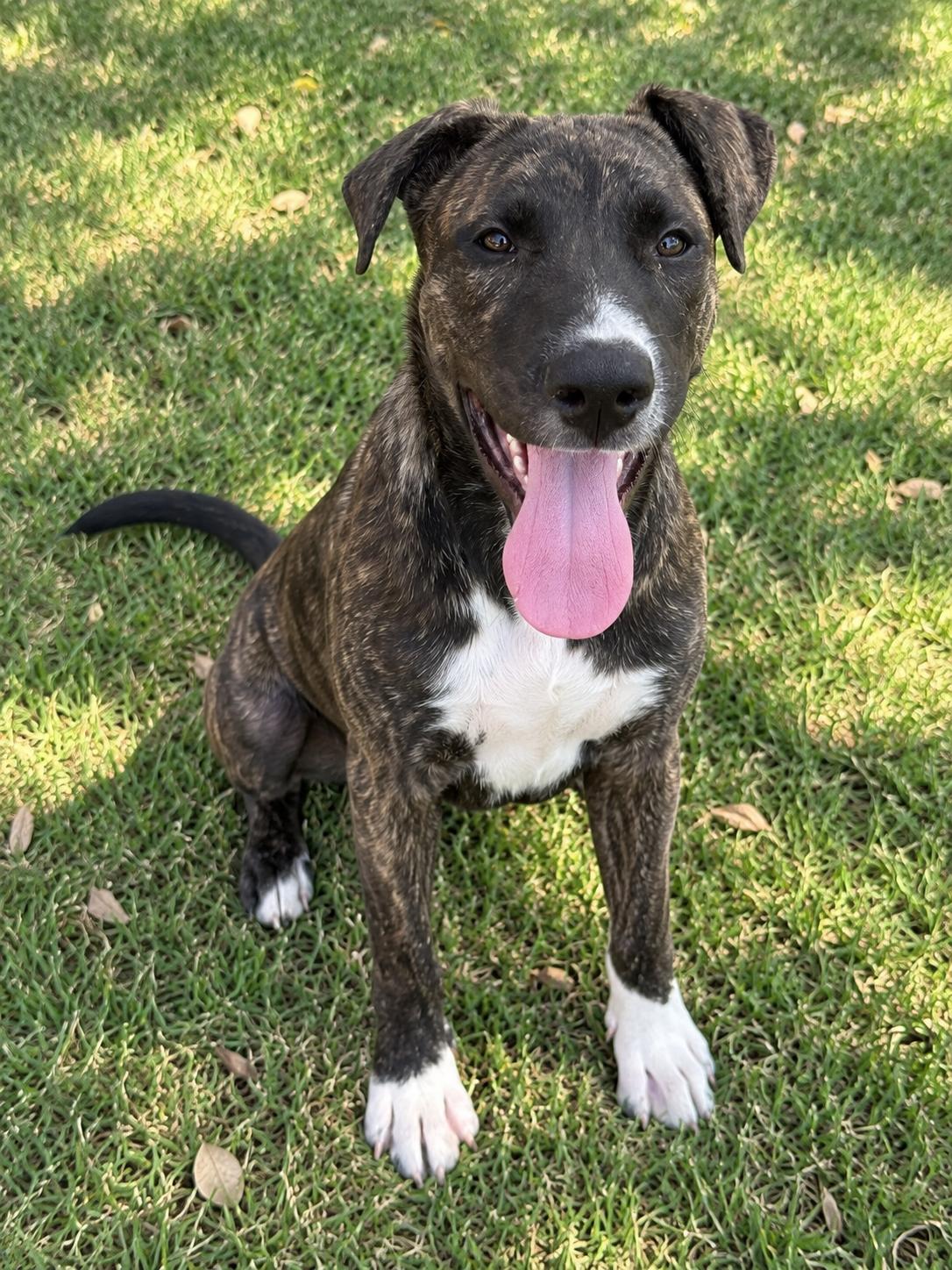 Cameron, Adopted, Puppy Male Mastiff.