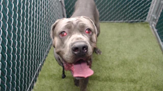 LOKI, Adoptable, Young Male Cane Corso.