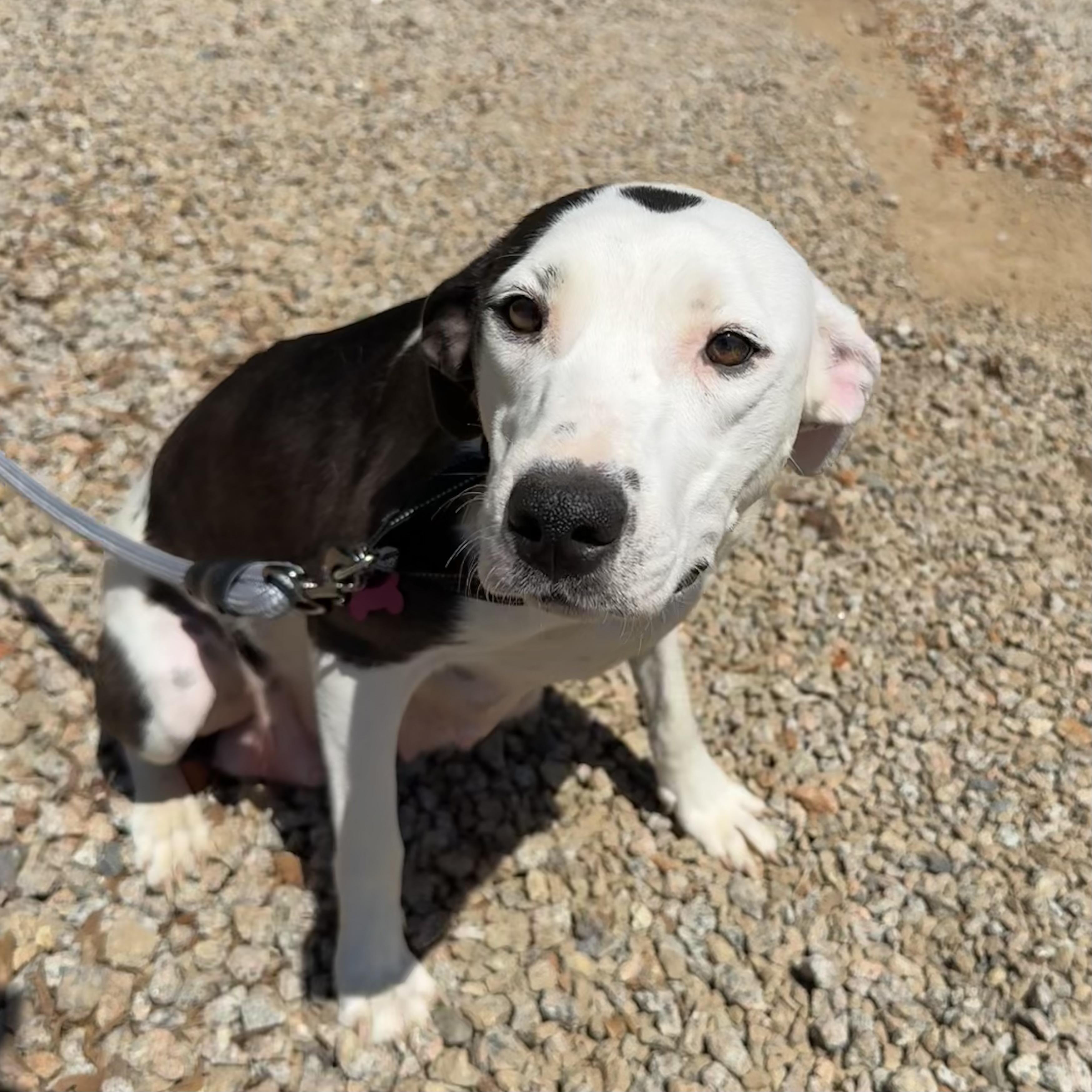 Enlarge Jergens, a Adoptable mixed breed in Columbia, SC image 4/4