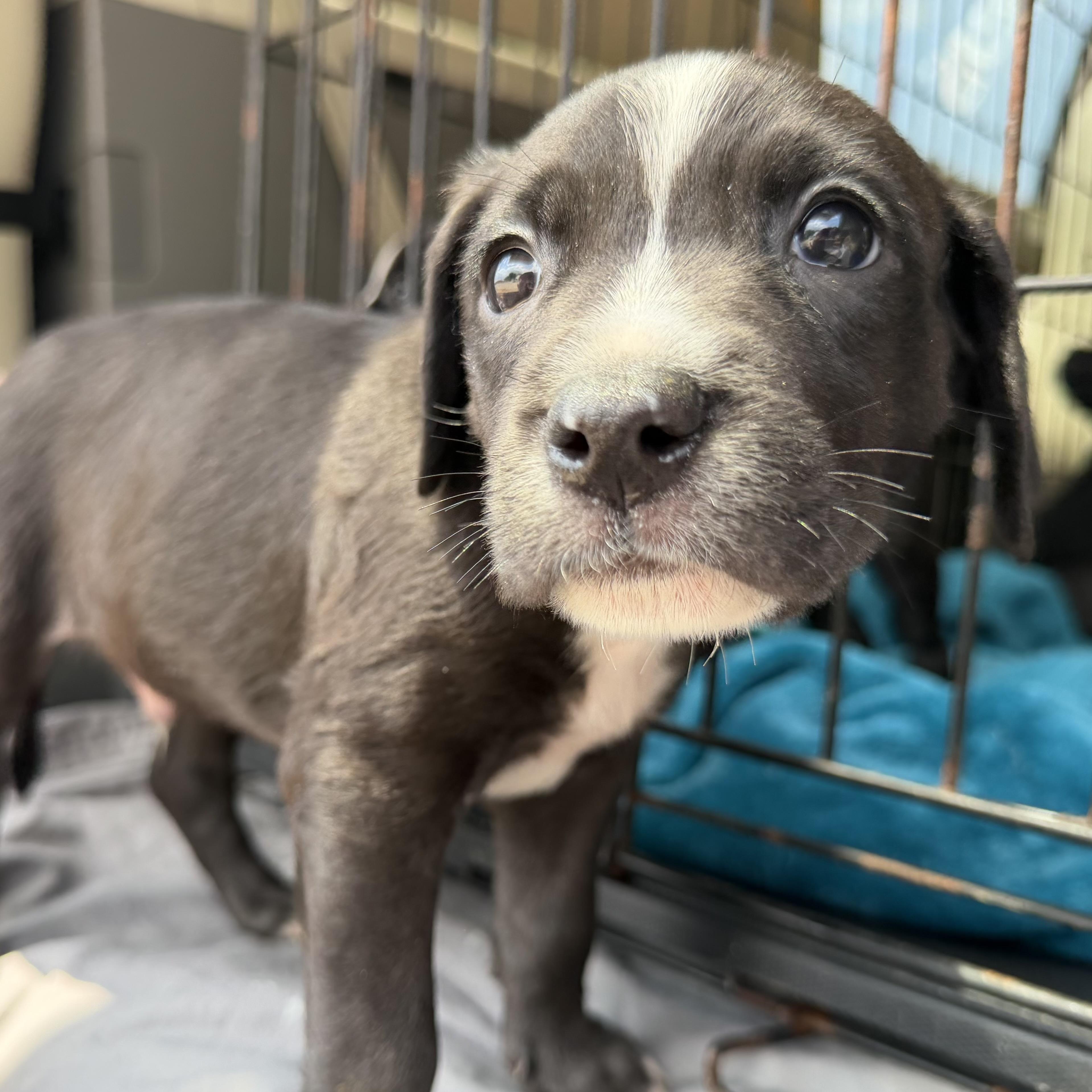 Enlarge Jergens, a Adoptable mixed breed in Columbia, SC image 2/4