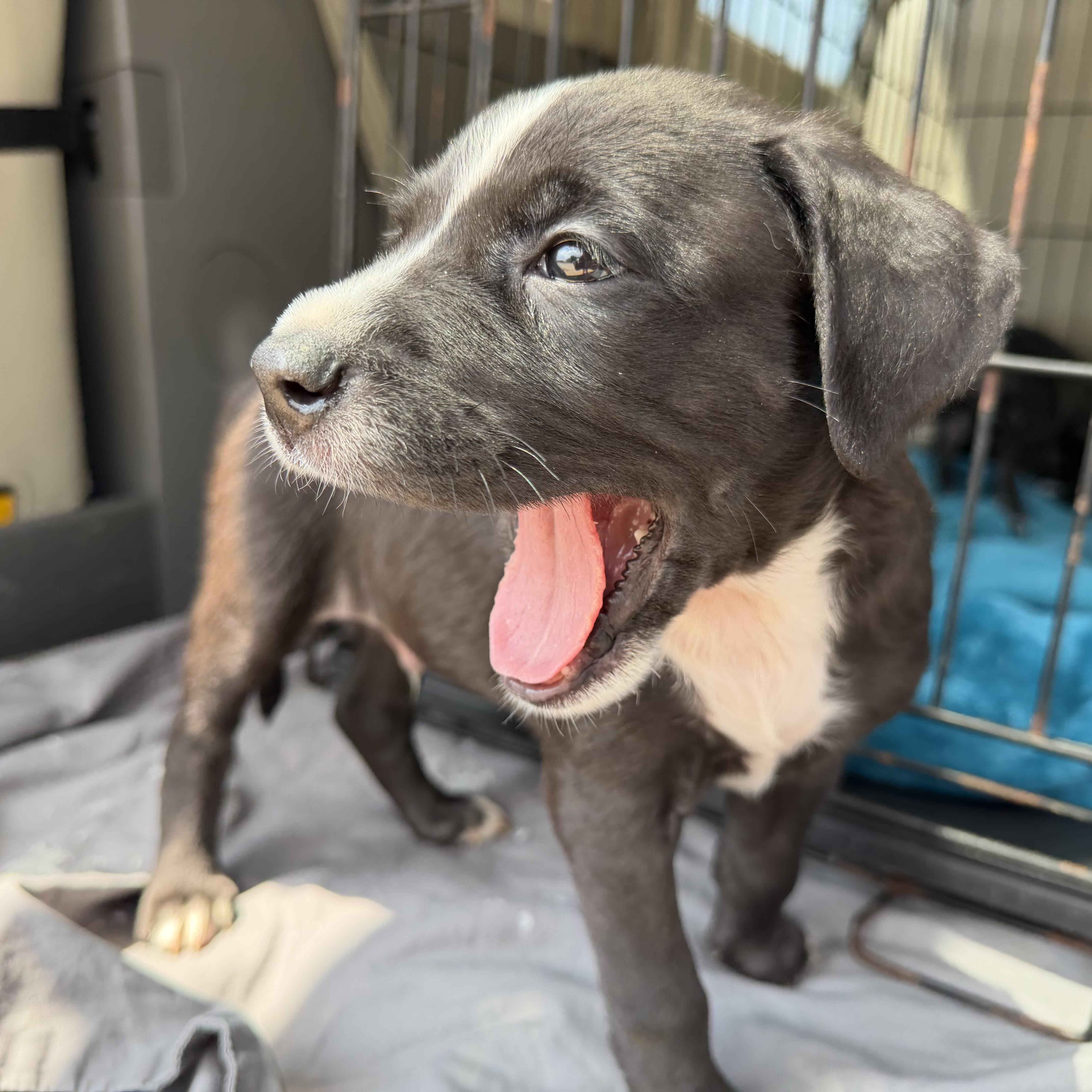 Enlarge Jergens, a Adoptable mixed breed in Columbia, SC image 3/4