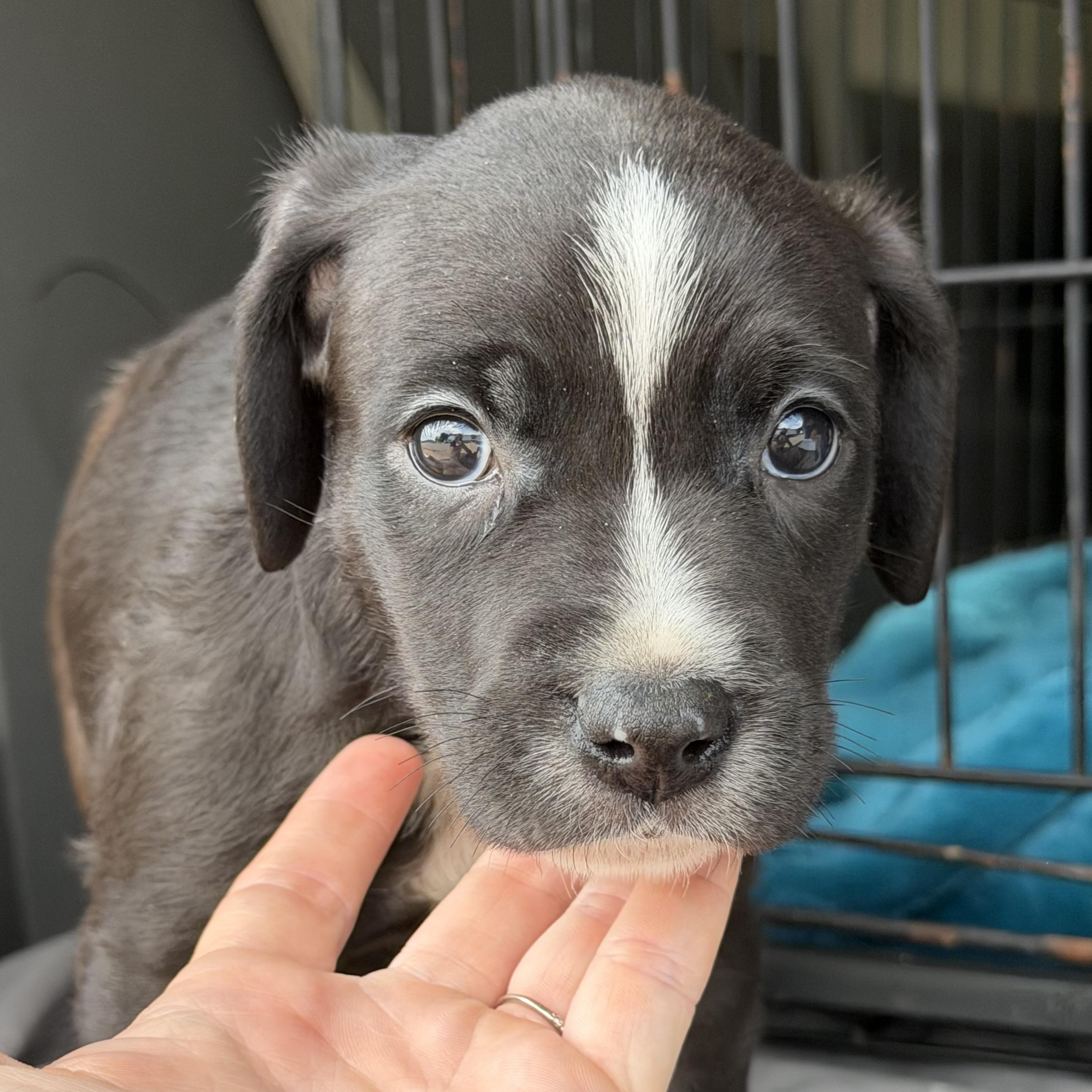 Enlarge Jergens, a Adoptable mixed breed in Columbia, SC image 1/4