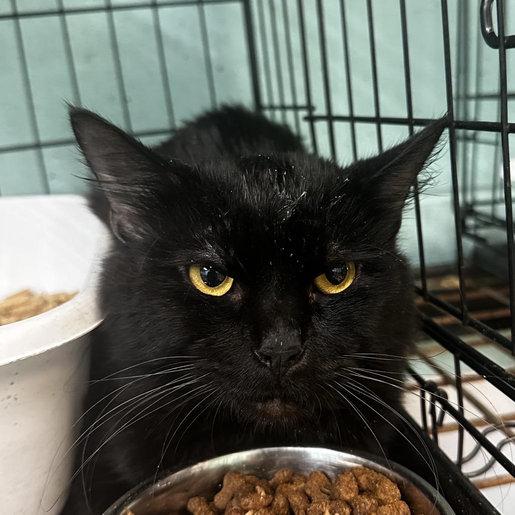 Enlarge Man- spider, a Adoptable Domestic Medium Hair in Gadsden, AL image 1/1