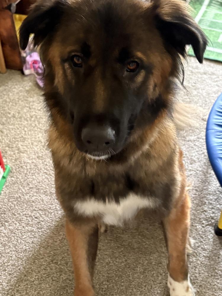 Enlarge Jollie, a Adoptable mixed breed in Waunakee, WI image 1/6