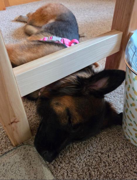 Enlarge Jollie, a Adoptable mixed breed in Waunakee, WI image 2/6