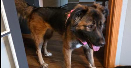 Enlarge Jollie, a Adoptable mixed breed in Waunakee, WI image 3/6