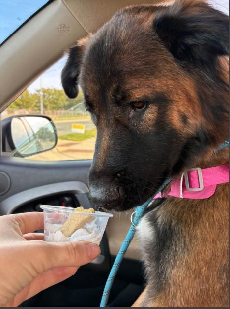 Enlarge Jollie, a Adoptable mixed breed in Waunakee, WI image 4/6