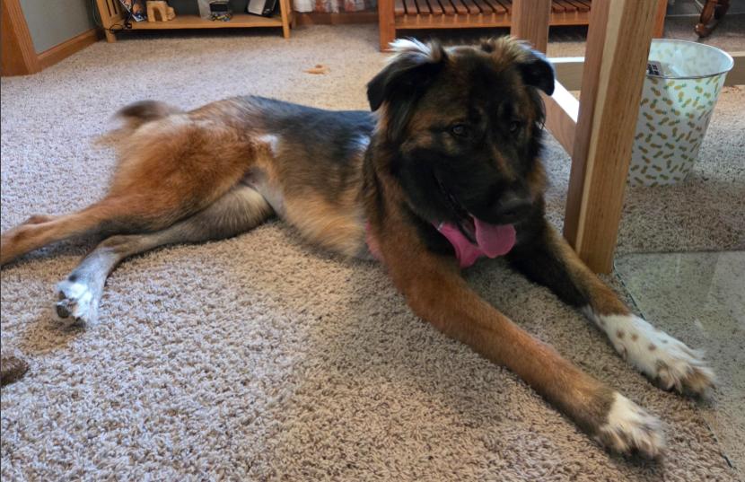 Enlarge Jollie, a Adoptable mixed breed in Waunakee, WI image 5/6
