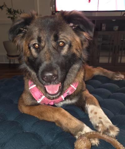 Enlarge Jollie, a Adoptable mixed breed in Waunakee, WI image 6/6