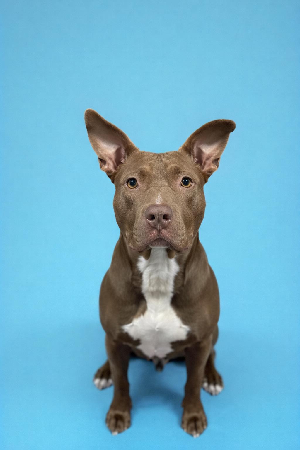 Enlarge JOY, a Adoptable Staffordshire Bull Terrier in Clinton Township, MI image 1/1