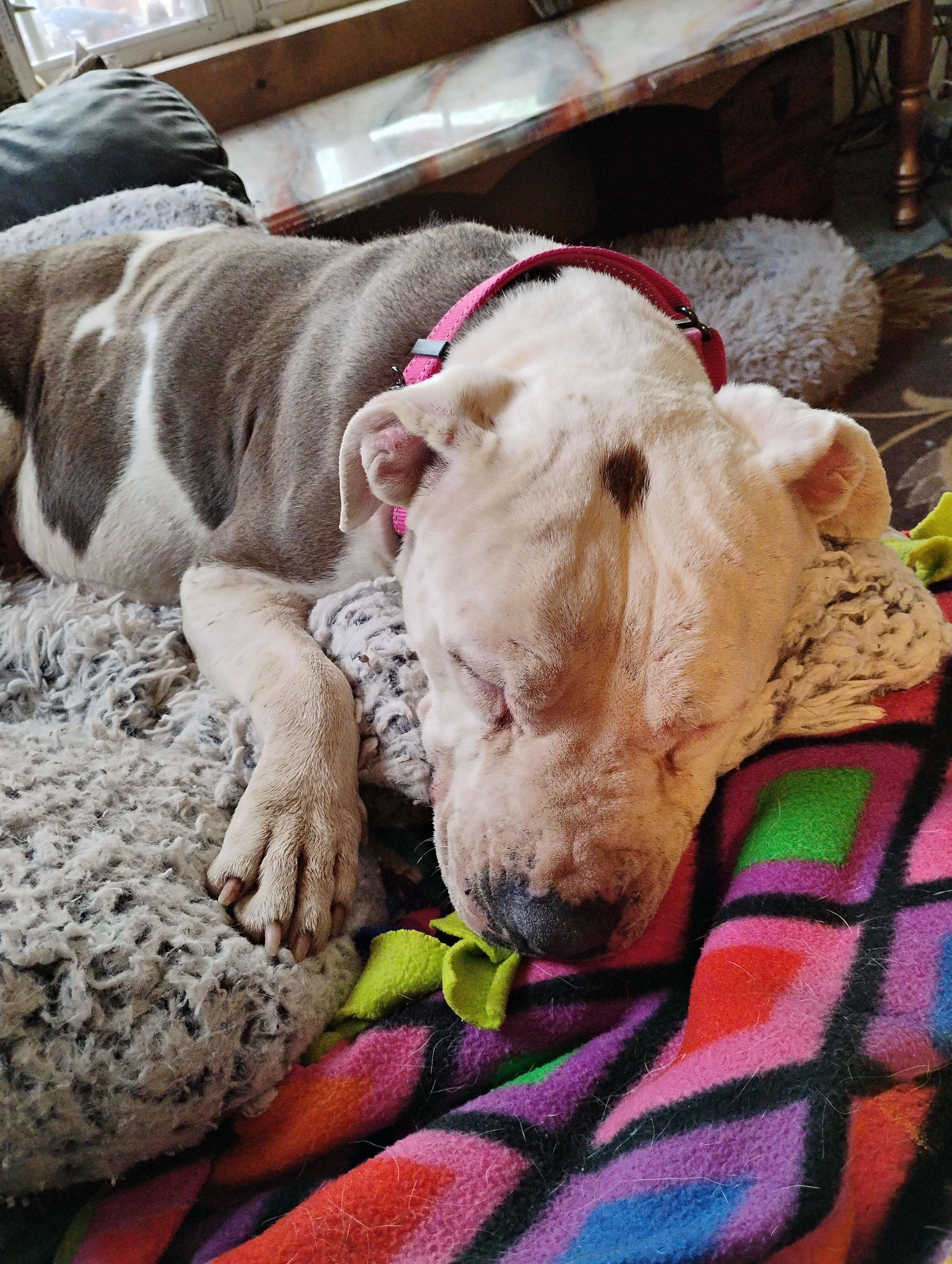 Enlarge Callie, a ADOPTABLE American Staffordshire Terrier in Cortez, CO image 2/5