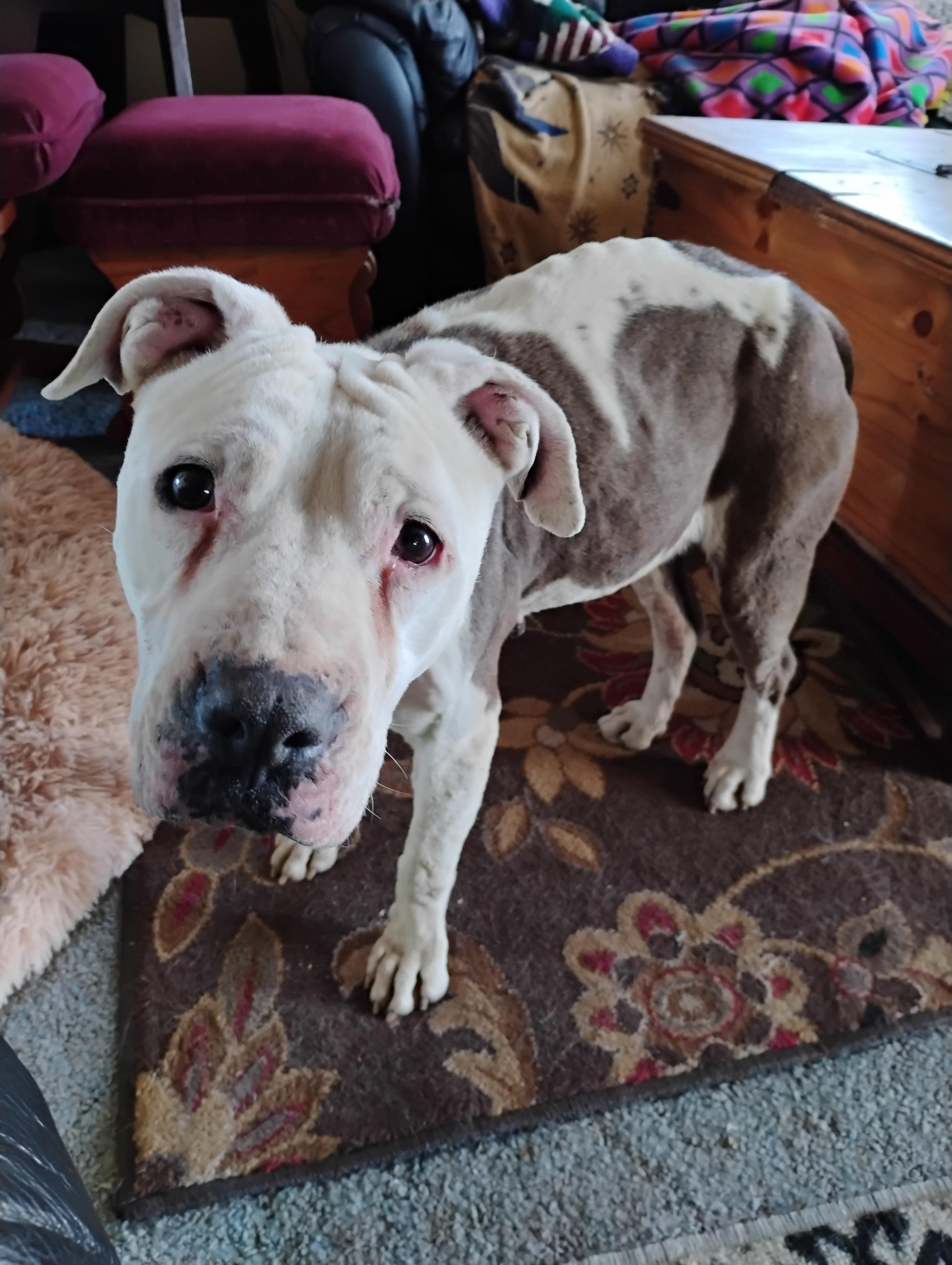 Enlarge Callie, a ADOPTABLE American Staffordshire Terrier in Cortez, CO image 4/5
