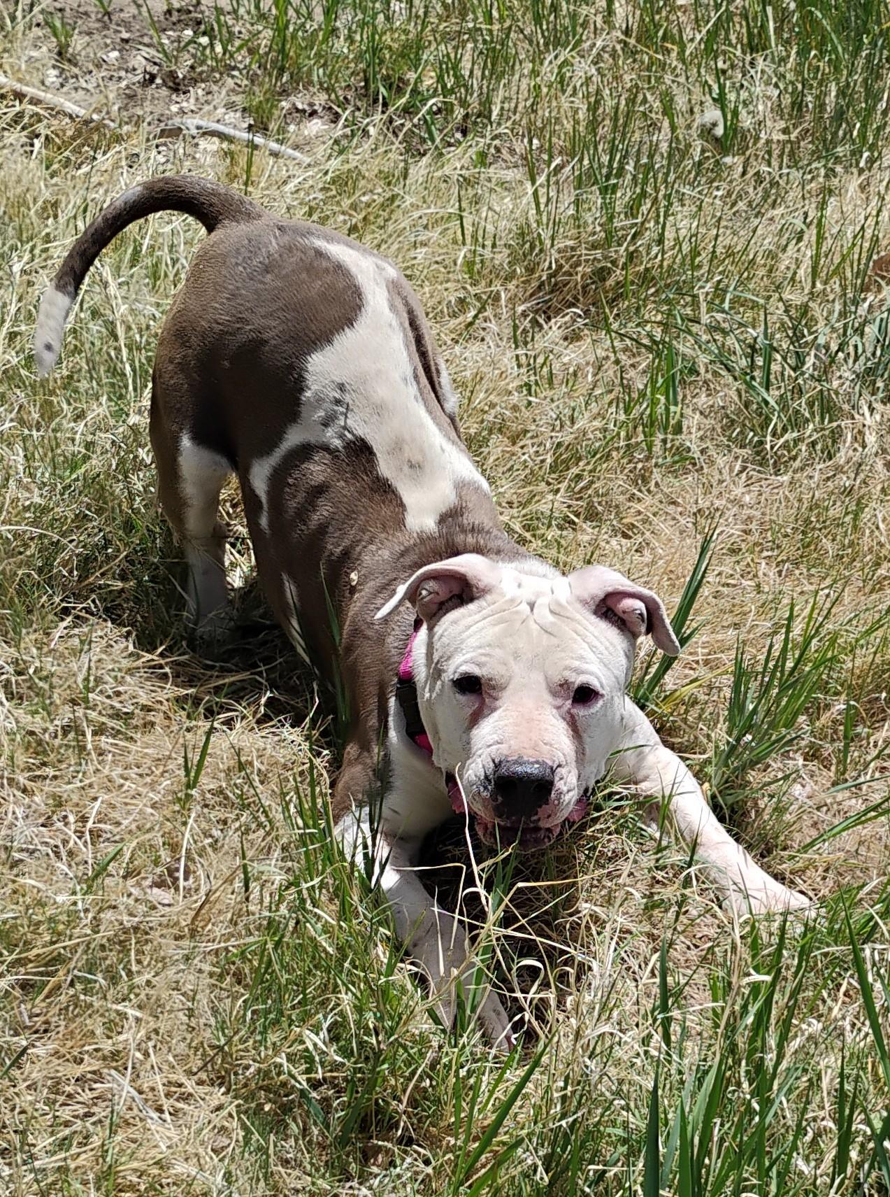 Enlarge Callie, a ADOPTABLE American Staffordshire Terrier in Cortez, CO image 1/5