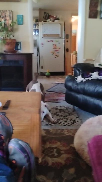 Enlarge Callie, a ADOPTABLE American Staffordshire Terrier in Cortez, CO video 5/5