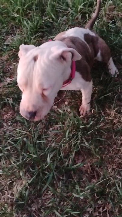 Enlarge Callie, a ADOPTABLE American Staffordshire Terrier in Cortez, CO video 3/5