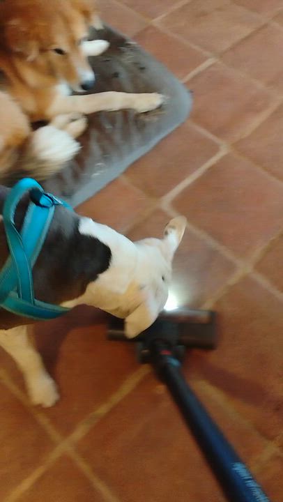 Enlarge Callie, a ADOPTABLE American Staffordshire Terrier in Cortez, CO video 5/5