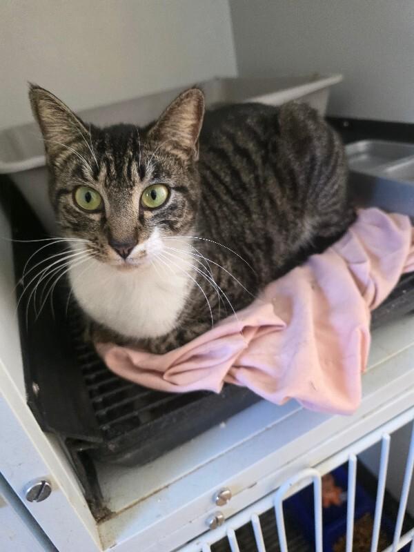 Enlarge Smurfet, a ADOPTABLE Domestic Short Hair in Zimmerman, MN image 1/1