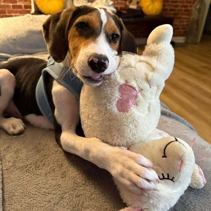 Enlarge Cody, a Adoptable Beagle in Myrtle Beach, SC image 1/5