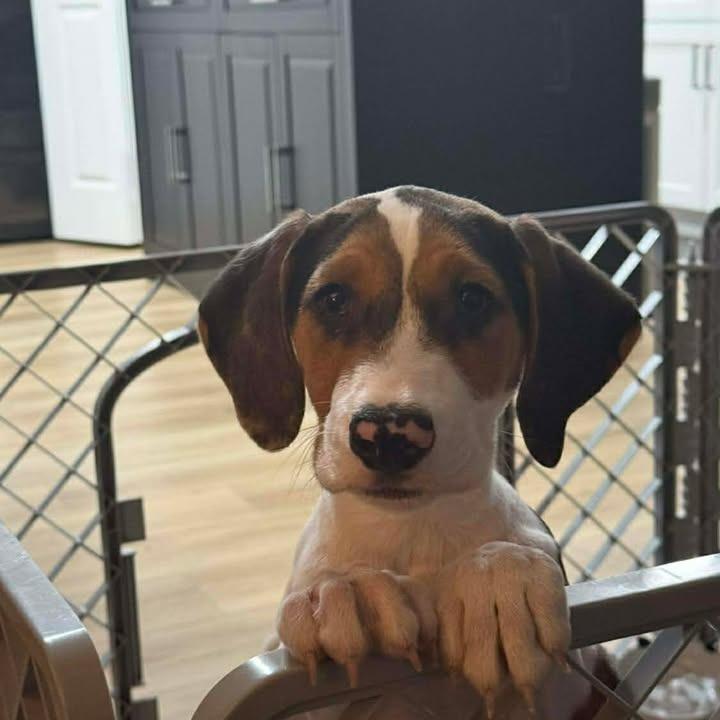 Enlarge Cody, a Adoptable Beagle in Myrtle Beach, SC image 2/5