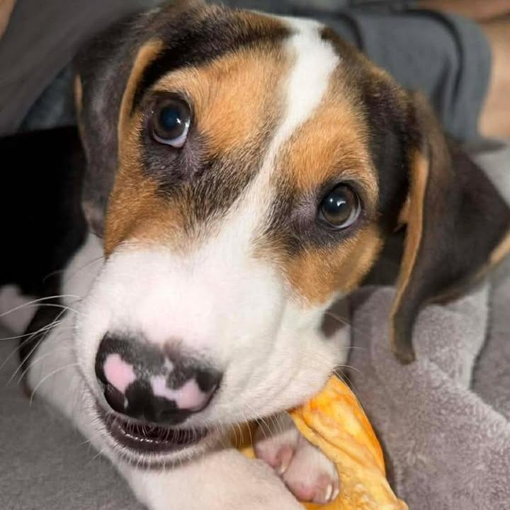 Enlarge Cody, a Adoptable Beagle in Myrtle Beach, SC image 3/5