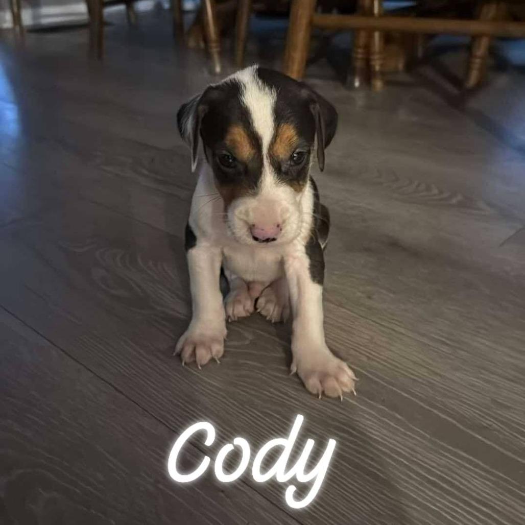 Enlarge Cody, a Adoptable Beagle in Myrtle Beach, SC image 4/5