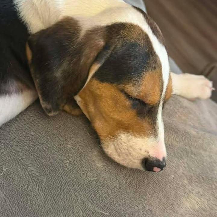 Enlarge Cody, a Adoptable Beagle in Myrtle Beach, SC image 5/5