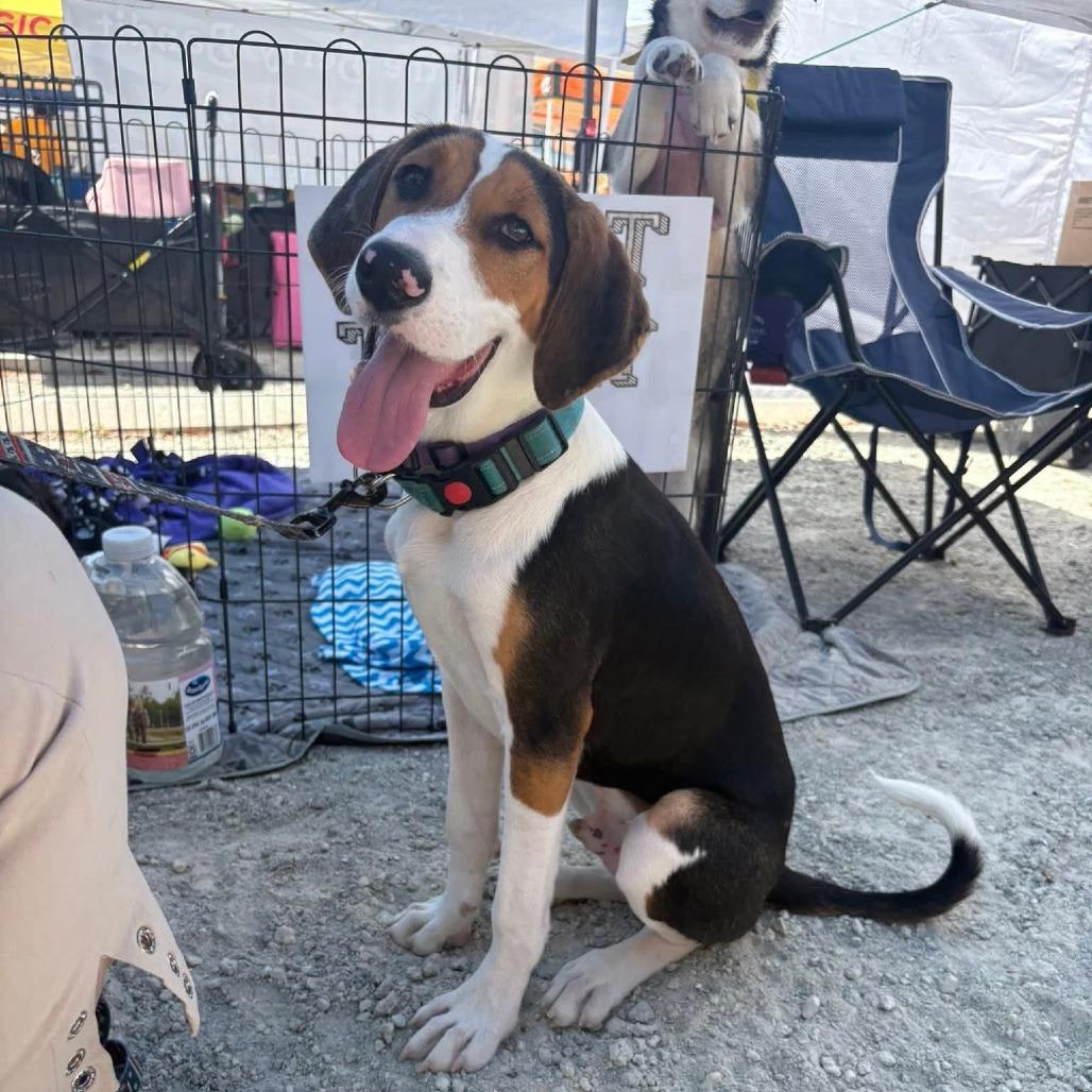 Enlarge Cody, a Adoptable Beagle in Myrtle Beach, SC image 5/5