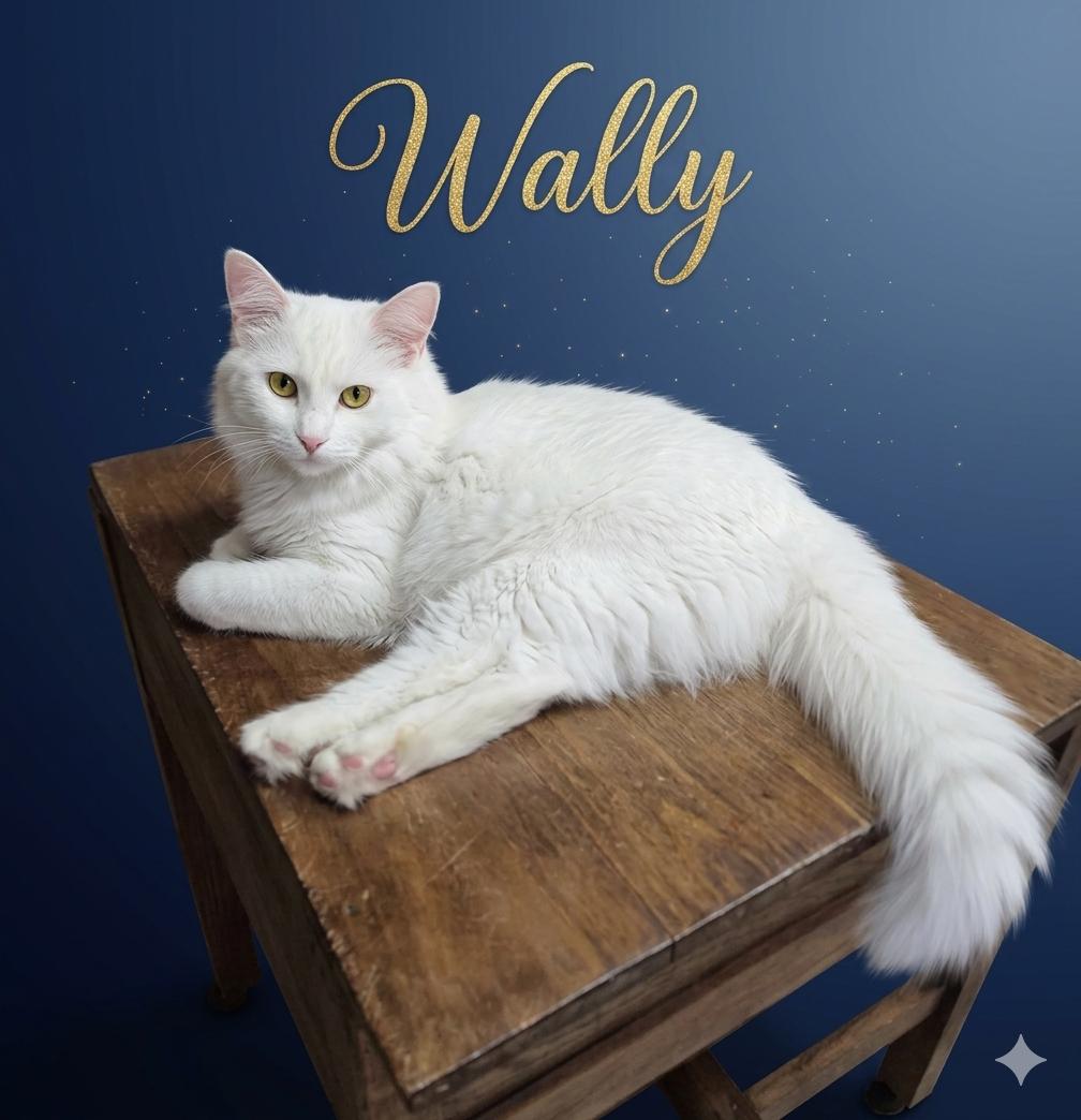 Wally, an adopted mixed breed in Houston, TX image 4/5