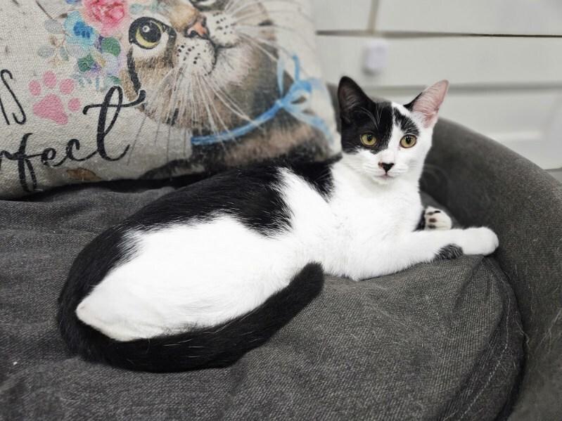 Gale, Adoptable, Kitten Female Domestic Short Hair.