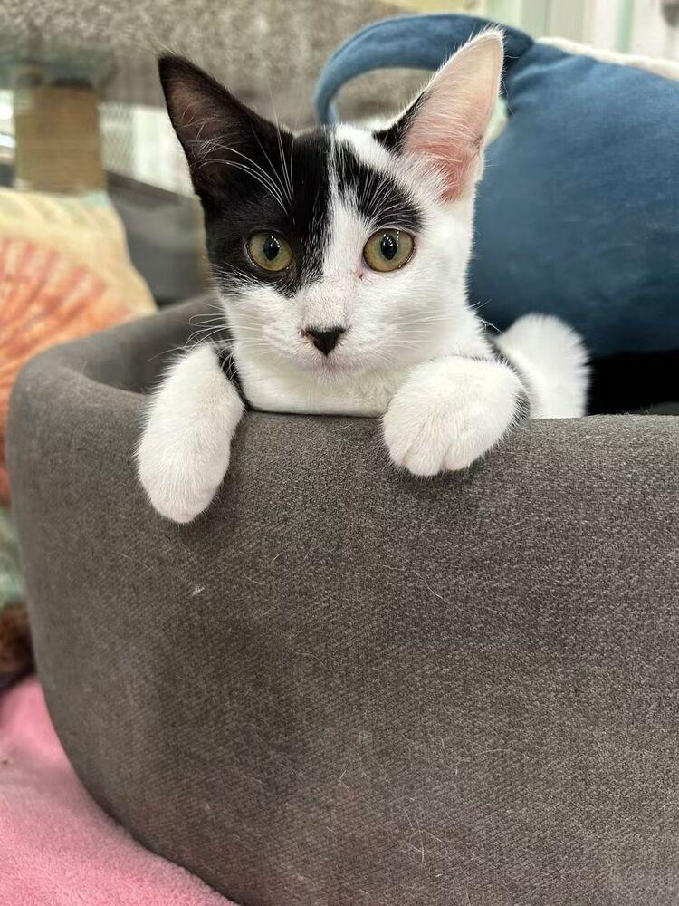 Enlarge Gale, a Adoptable Domestic Short Hair in San Leon, TX image 2/5