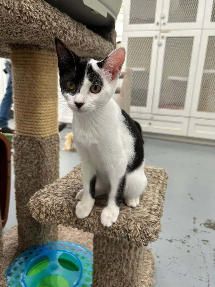 Enlarge Gale, a Adoptable Domestic Short Hair in San Leon, TX image 3/5