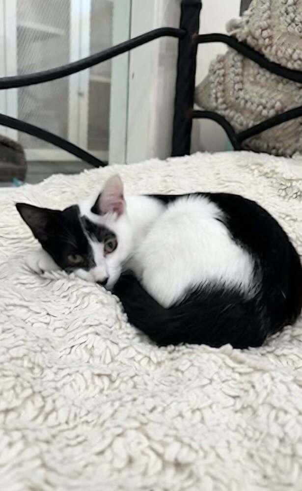 Enlarge Gale, a Adoptable Domestic Short Hair in San Leon, TX image 4/5
