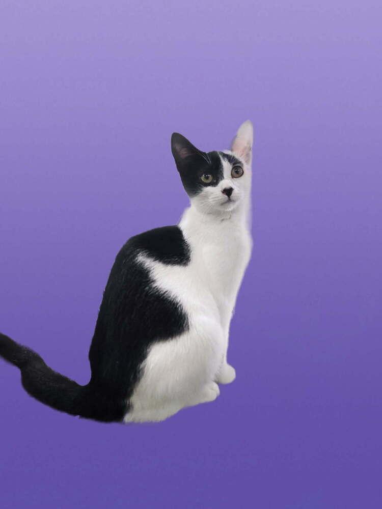 Enlarge Gale, a Adoptable Domestic Short Hair in San Leon, TX image 5/5