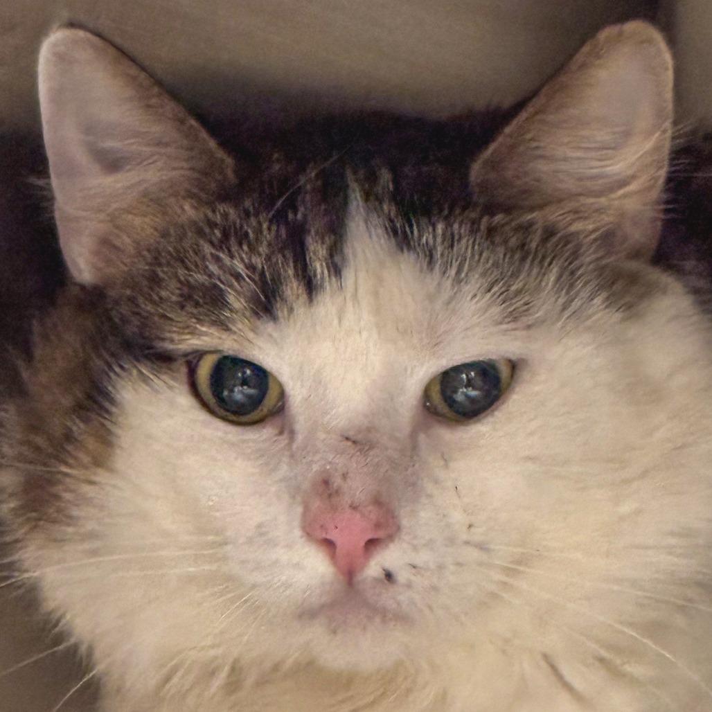 Warren G *Bonded w/ Dr. Dre*, Adoptable, Adult Male Domestic Medium Hair.