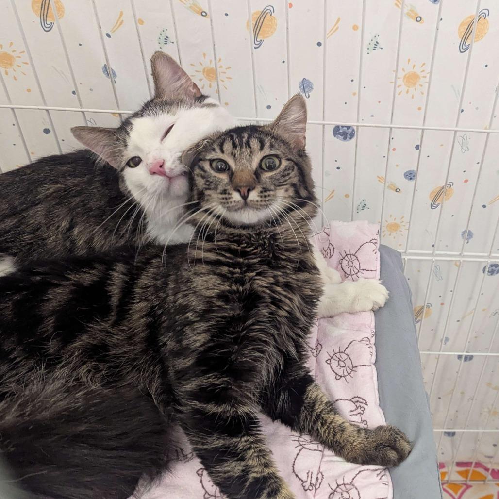 Enlarge Warren G *Bonded w/ Dr. Dre*, a Adoptable Domestic Medium Hair in Kennebunk, ME image 2/4