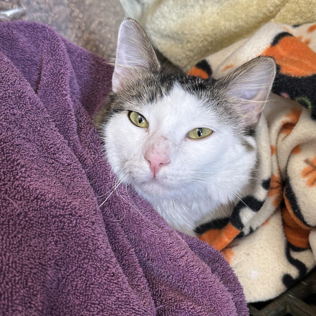 Enlarge Warren G *Bonded w/ Dr. Dre*, a Adoptable Domestic Medium Hair in Kennebunk, ME image 3/4