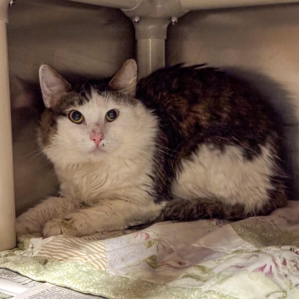 Enlarge Warren G *Bonded w/ Dr. Dre*, a Adoptable Domestic Medium Hair in Kennebunk, ME image 4/4