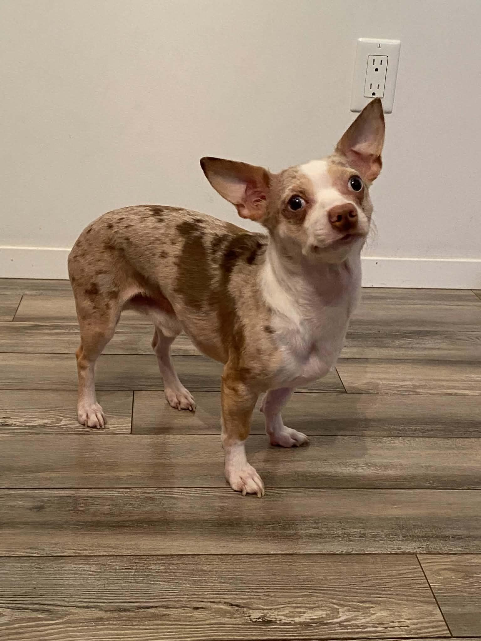 Enlarge Bruiser, a Adopted Chihuahua in Winnipeg, MB image 5/5