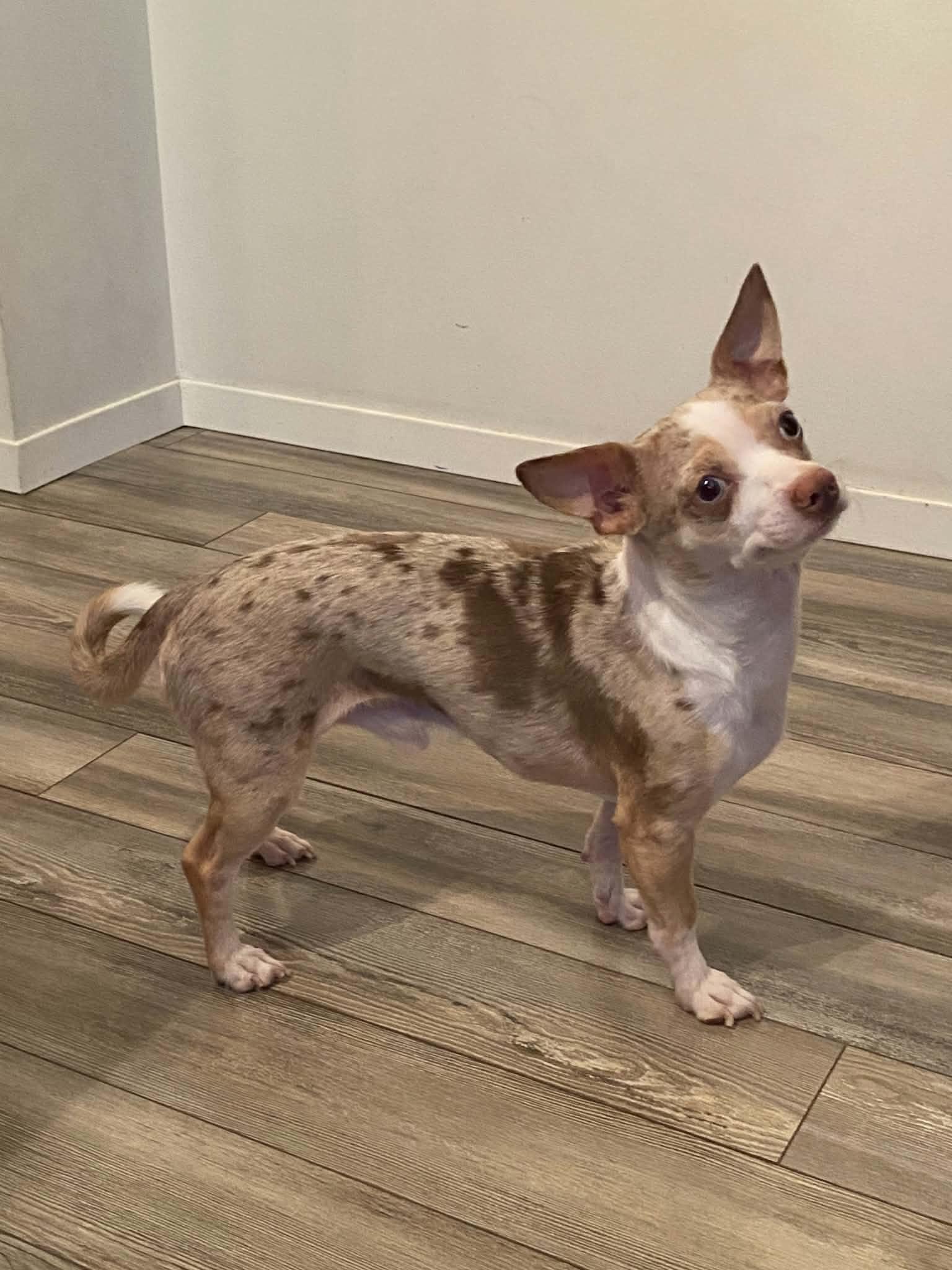 Enlarge Bruiser, a Adopted Chihuahua in Winnipeg, MB image 3/5