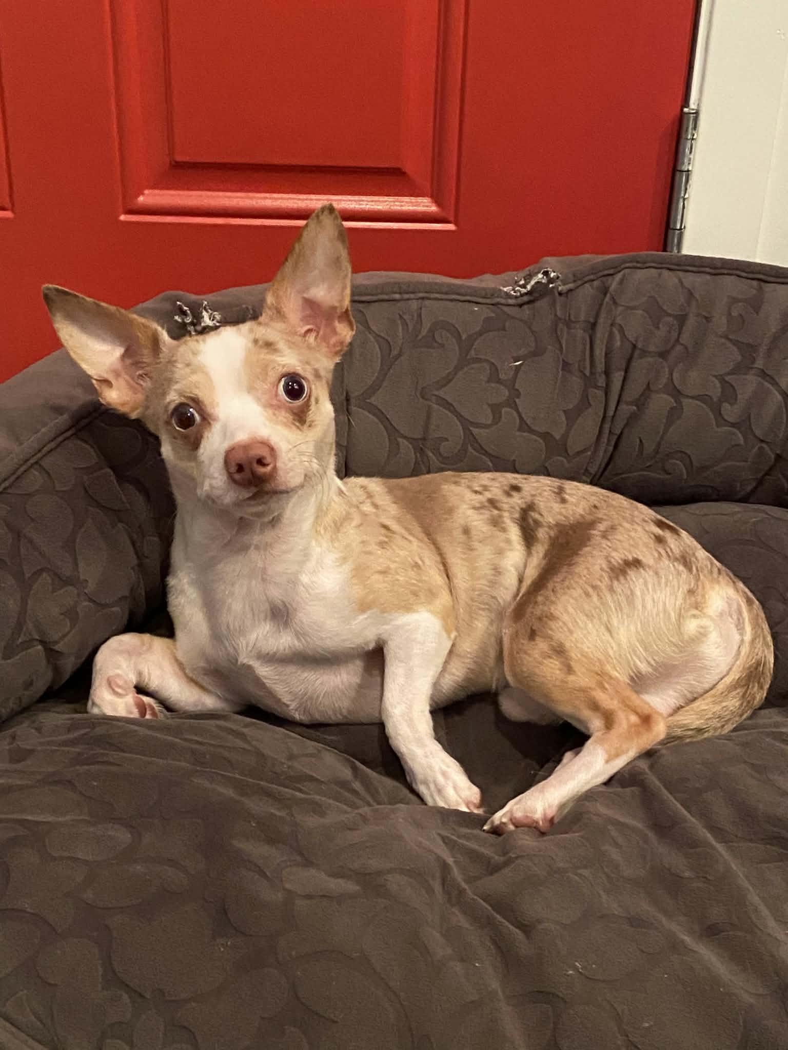 Enlarge Bruiser, a Adopted Chihuahua in Winnipeg, MB image 2/5