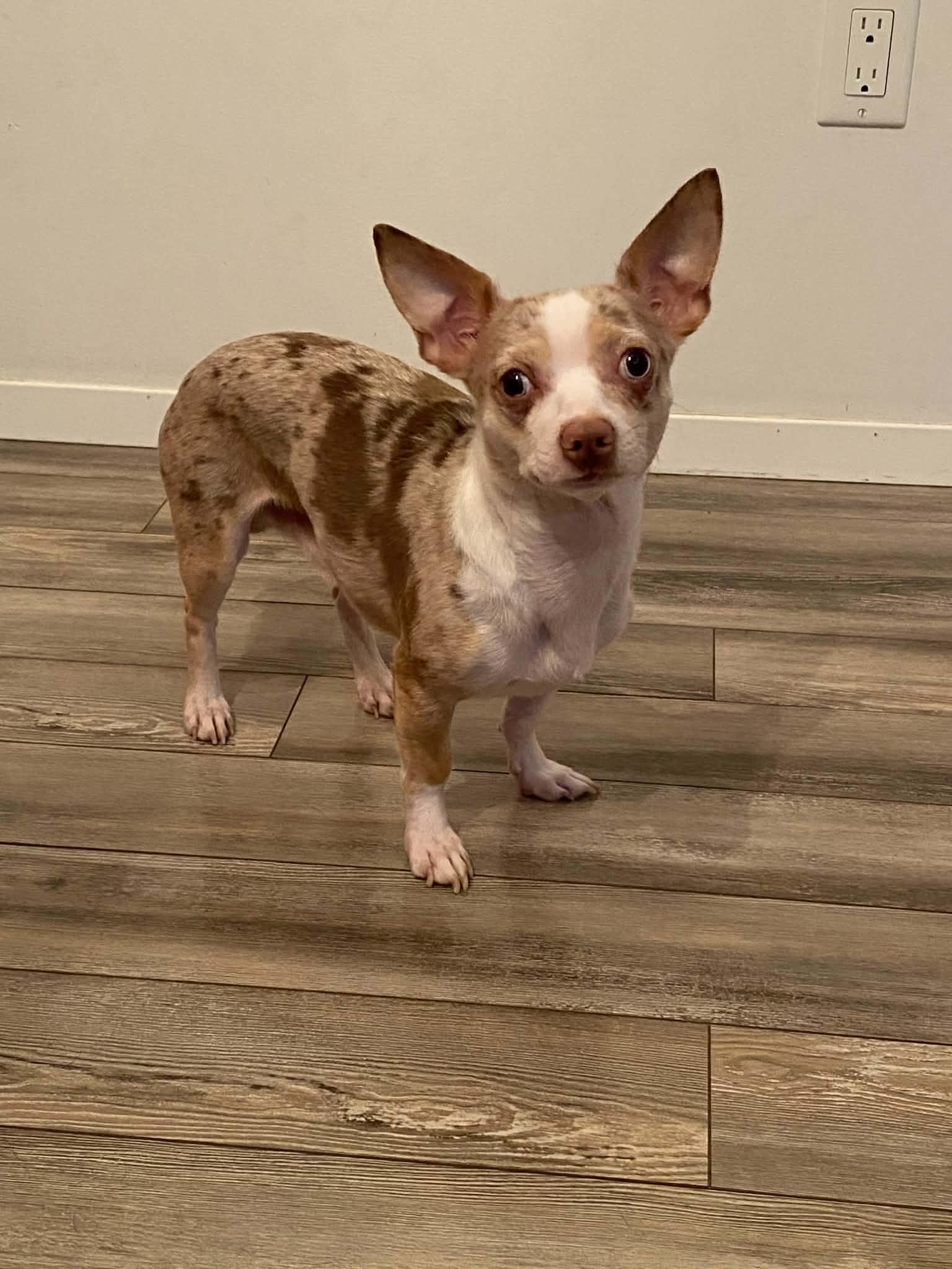Enlarge Bruiser, a Adopted Chihuahua in Winnipeg, MB image 4/5