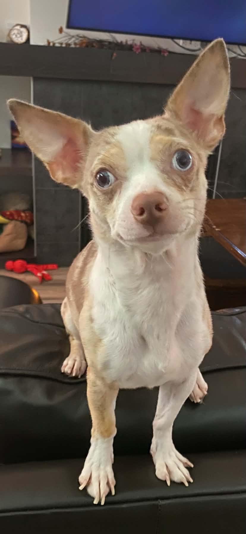 Enlarge Bruiser, a Adopted Chihuahua in Winnipeg, MB image 1/5