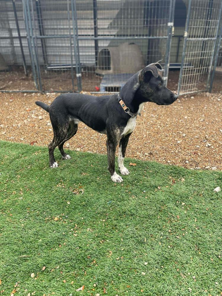 Loki aka LIL Jonathan, Adoptable, Adult Male Mixed Breed.