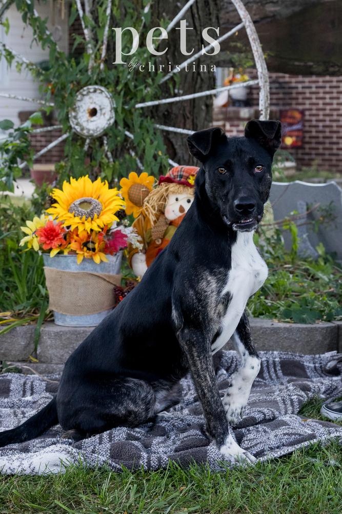 Loki aka LIL Jonathan, a Adoptable mixed breed in Warrenton, MO image 2/6