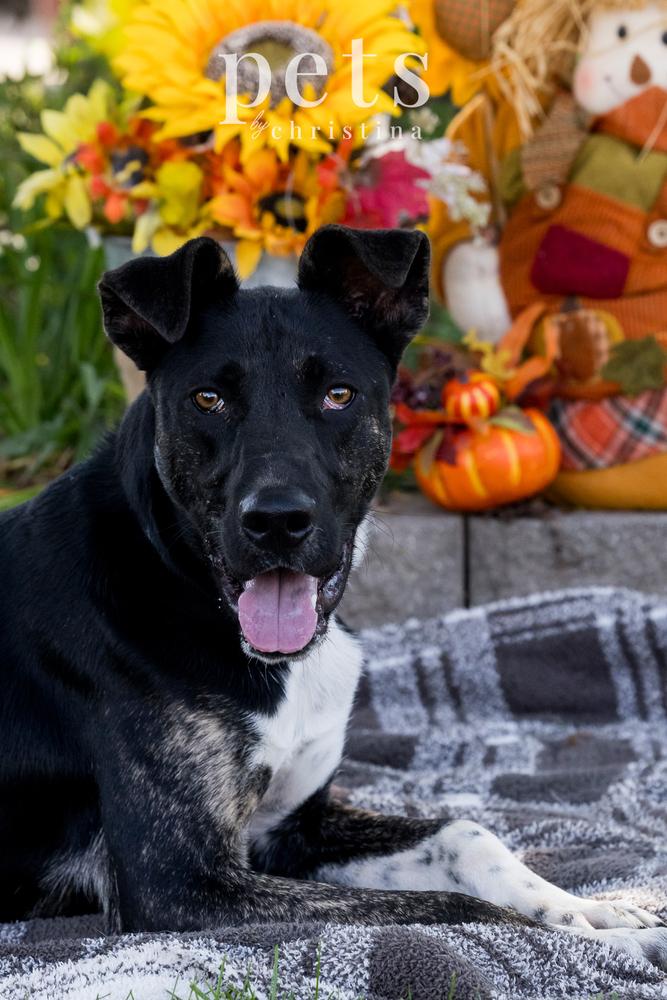 Loki aka LIL Jonathan, a Adoptable mixed breed in Warrenton, MO image 3/6