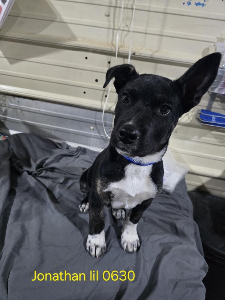 Enlarge Loki aka LIL Jonathan, a Adoptable mixed breed in Warrenton, MO image 4/6